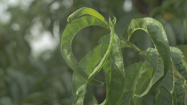 桃树的叶子视频下载