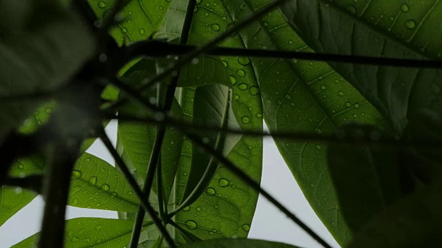 湿树叶在降雨宏视频素材