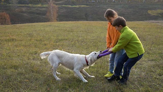 两个孩子和金毛猎犬在野外玩耍视频素材