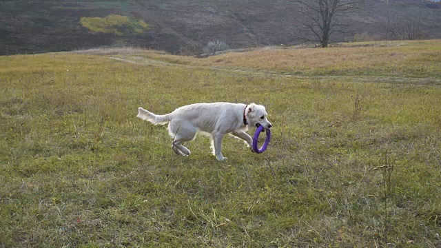 金毛猎犬在田野上奔跑视频素材