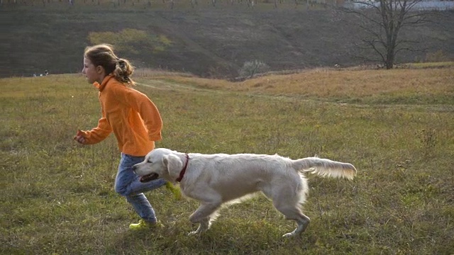 女孩和金毛猎犬在田野里奔跑视频素材