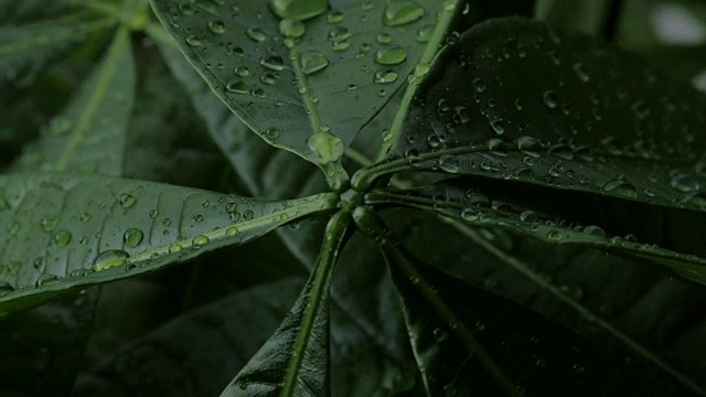 湿树叶在降雨宏2视频素材