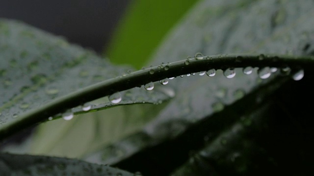 湿枝和叶在降雨宏视频素材