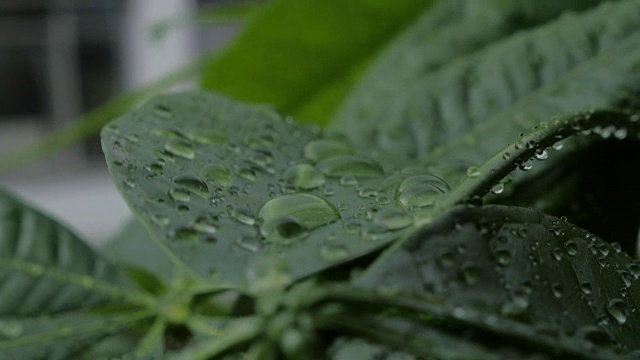 湿树叶在降雨宏3视频素材