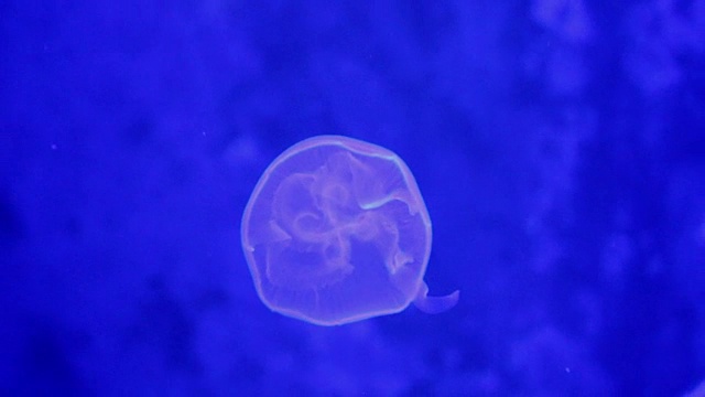 在水族箱里用黑光移动的水母视频素材