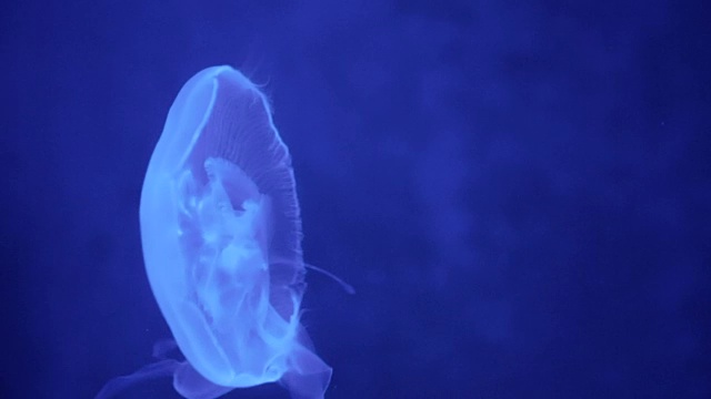 在水族箱里用黑光移动的水母视频素材