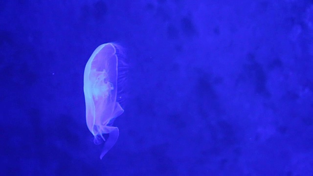 在水族箱里用黑光移动的水母视频素材