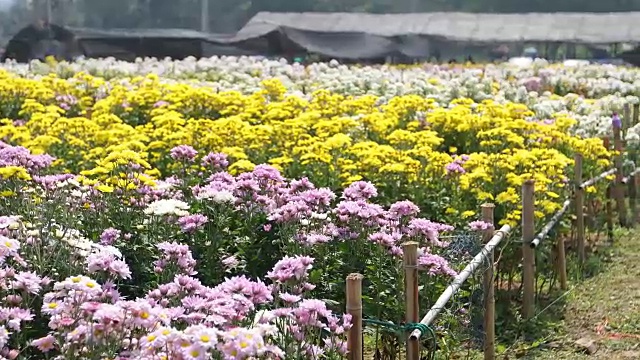 非洲菊在春天开花视频素材