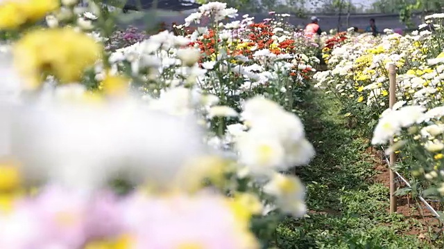 非洲菊在春天开花视频素材