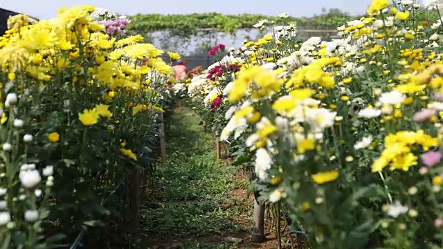 非洲菊在春天开花视频素材