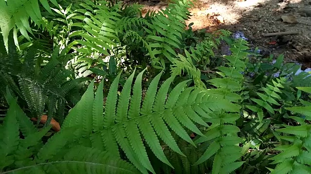 蕨类植物在森林视频素材