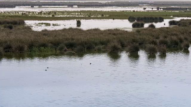 时间流逝的视频，鸟漂浮在湖上视频素材