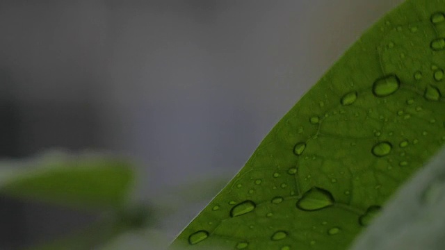 湿树叶在降雨宏4视频素材