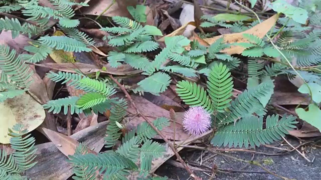 特写的粉红色含羞草花或敏感植物的花朵视频素材