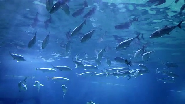 海洋生物水下世界视频素材