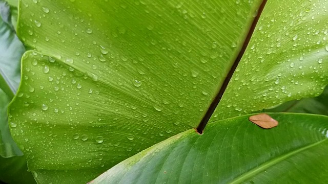 燕窝蕨上的露珠视频素材