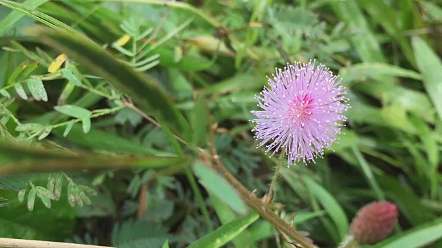 特写的粉红色含羞草花或敏感植物的花朵视频素材