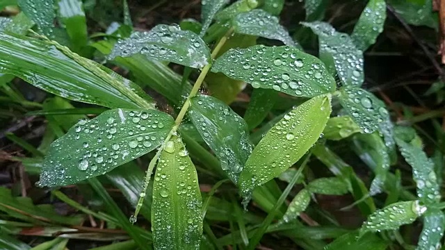 草叶上的露珠视频素材