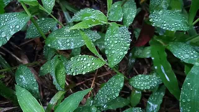 草叶上的露珠视频素材