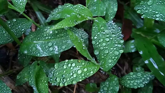 草叶上的露珠视频素材