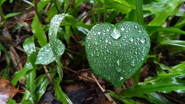 叶子上的露珠视频素材