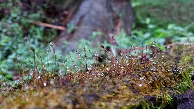 苔藓上的露珠视频素材