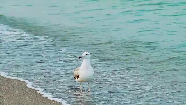 白鸥在海边散步，在海浪的背景下饮水。视频素材