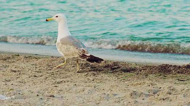 白色、灰色翅膀的海鸥直视前方，在绿松石色的海浪背景下走得更远。视频素材