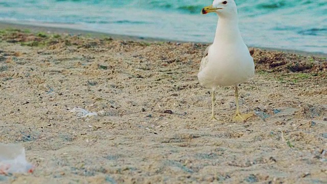 成年海鸥在海边散步，在海浪的背景下吃着沙子。视频素材