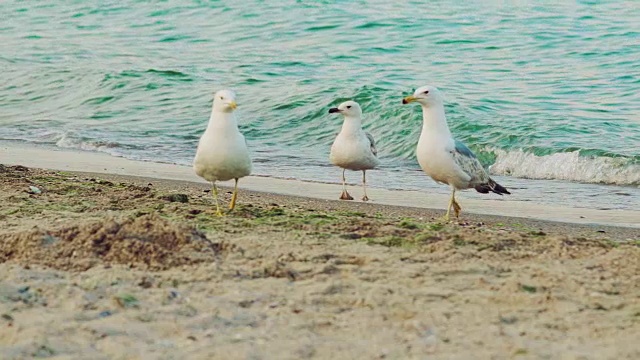 夏日里，三只海鸥在海浪的背景下沿着海岸散步。视频素材