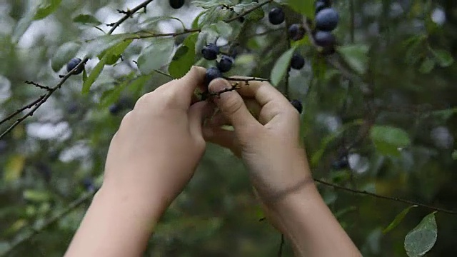 用手从树上摘水果视频素材