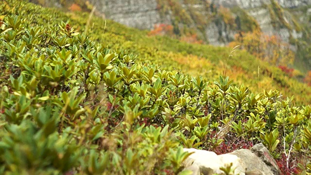 山上的杜鹃花视频下载