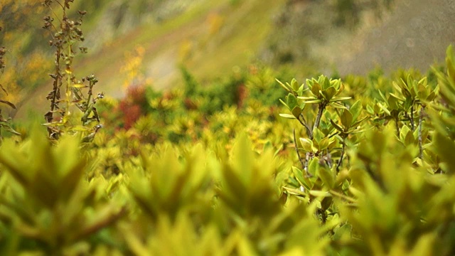 山上的杜鹃花视频下载