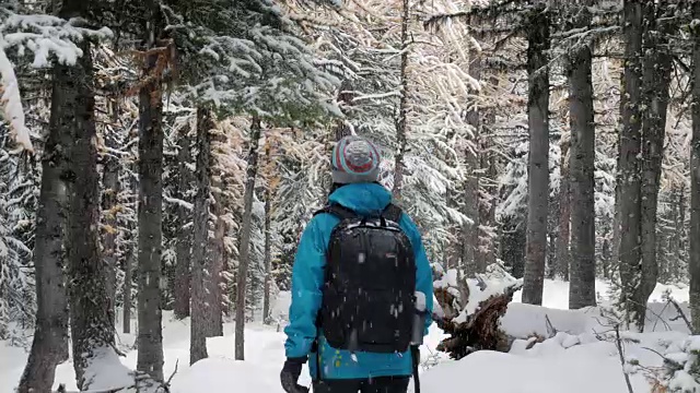 在松林里的新鲜冬雪上徒步旅行的妇女视频素材