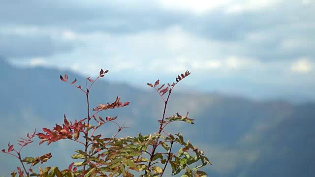 山间的秋天视频下载