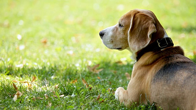 小猎犬躺在草地上，向四周看了看视频素材