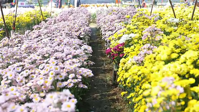 非洲菊在春天开花视频素材