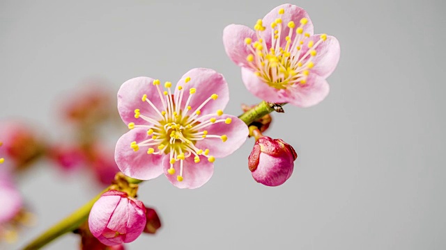 乌梅开花。延时。视频素材