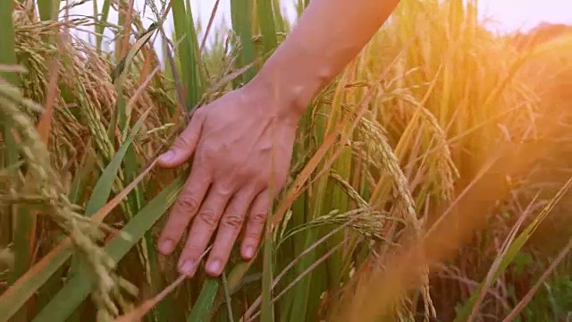 用手触摸稻田里成熟的水稻植株视频素材