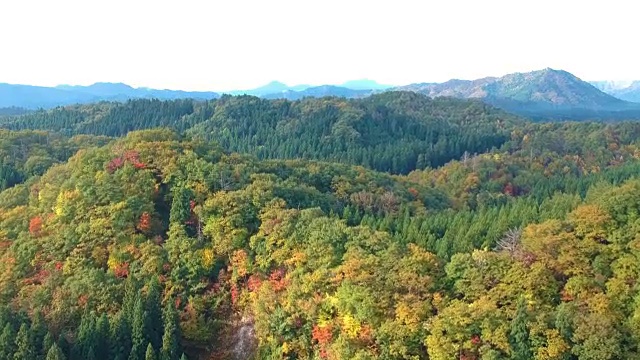 空撮　秋の紅葉　日本视频素材