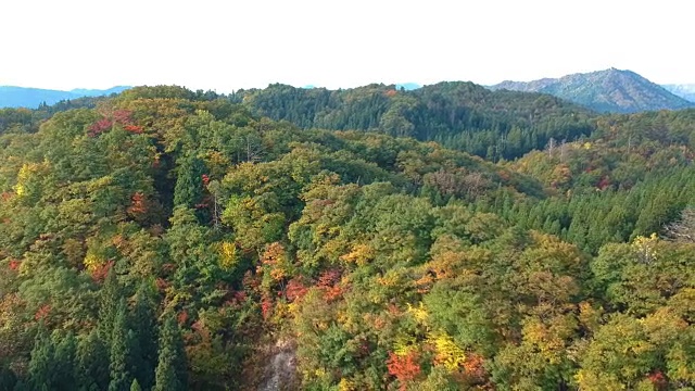 空撮　秋の紅葉　日本视频素材