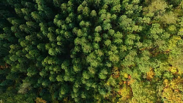 空撮　秋の紅葉　日本视频素材