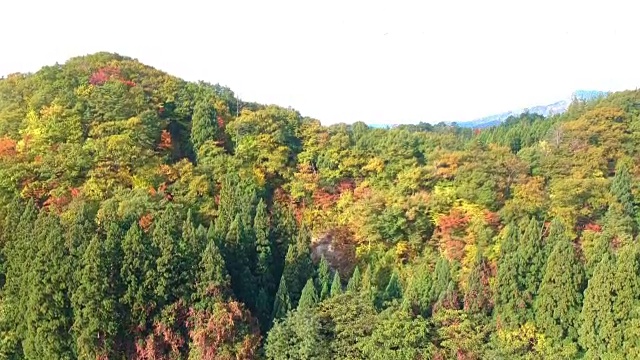 空撮　秋の紅葉　日本视频素材