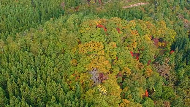 空撮　秋の紅葉　日本视频素材