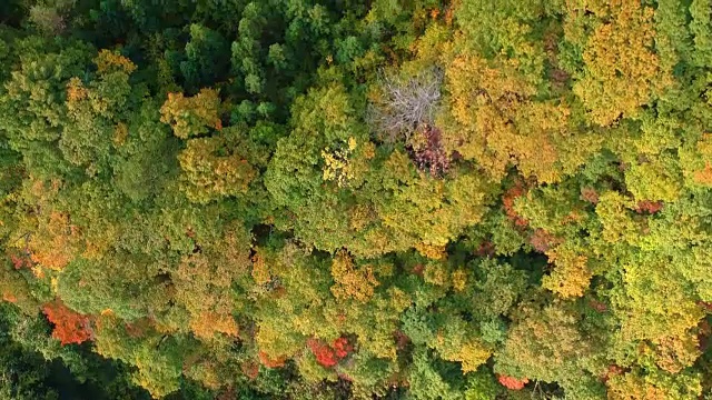 空撮　秋の紅葉　日本视频素材