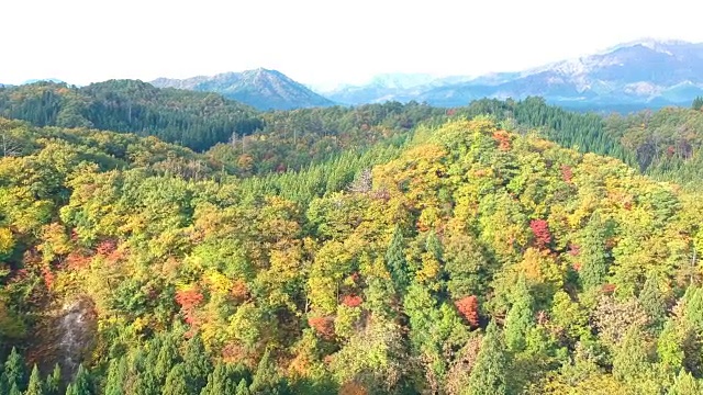 空撮　秋の紅葉　日本视频素材