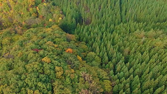 空撮　秋の紅葉　日本视频素材