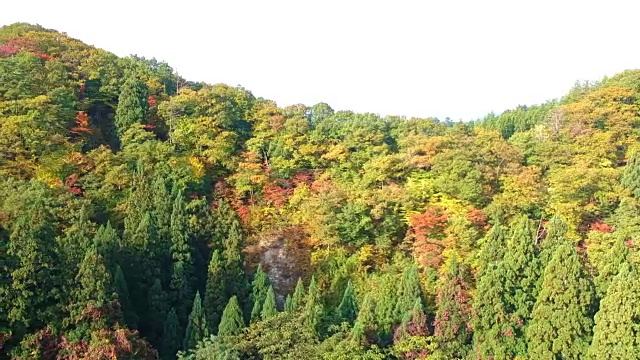 空撮　秋の紅葉　日本视频素材