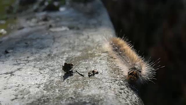 毛毛虫在水泥墙上行走视频素材