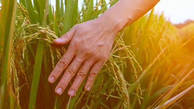 用手触摸稻田里成熟的水稻植株视频素材